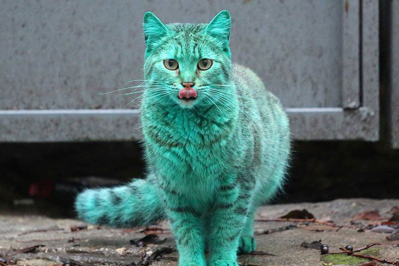Откуда взялся зеленый кот и еще 50 удивительных фактов о кошках