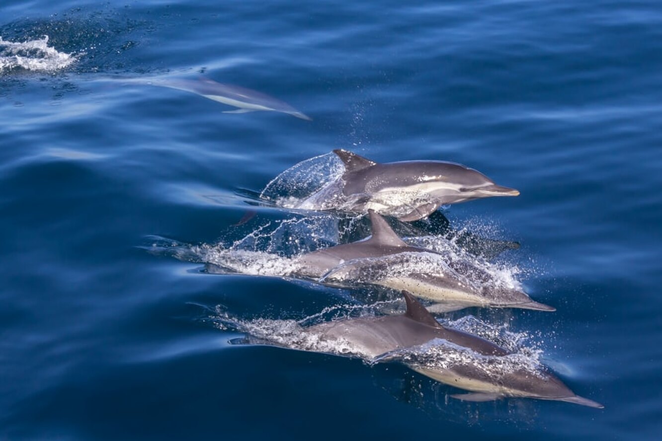 дельфины на мальдивах. адлер порода дельфина. дельфины в открытом море. дельфины. дельфин в море.