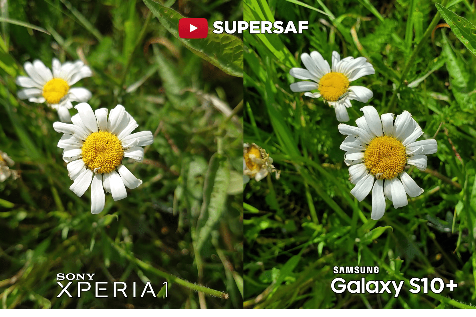 Sony Xperia 1 против Samsung Galaxy S10 Plus: чья камера лучше