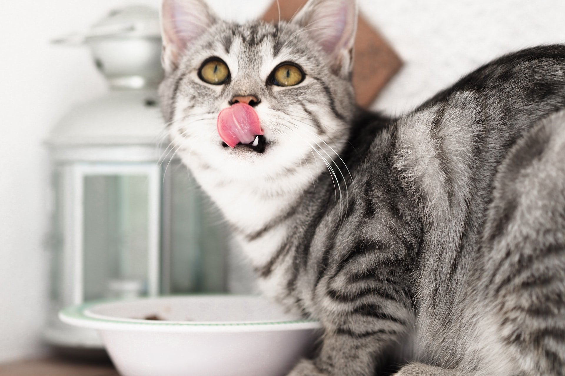 Сколько раз в день нужно кормить кошку: это поможет улучшить здоровье вашего питомца