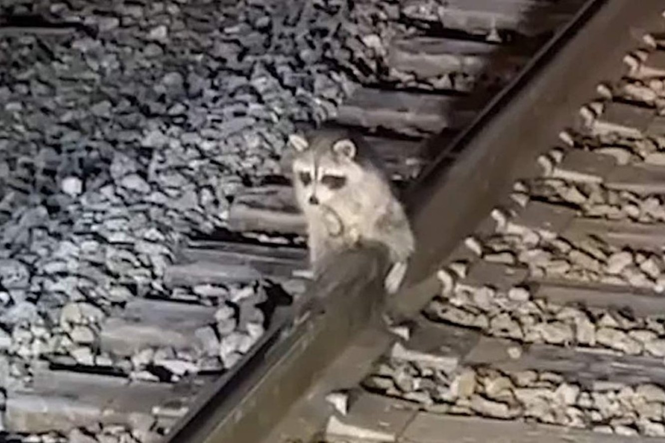 Енот освобожден и передан специалистам