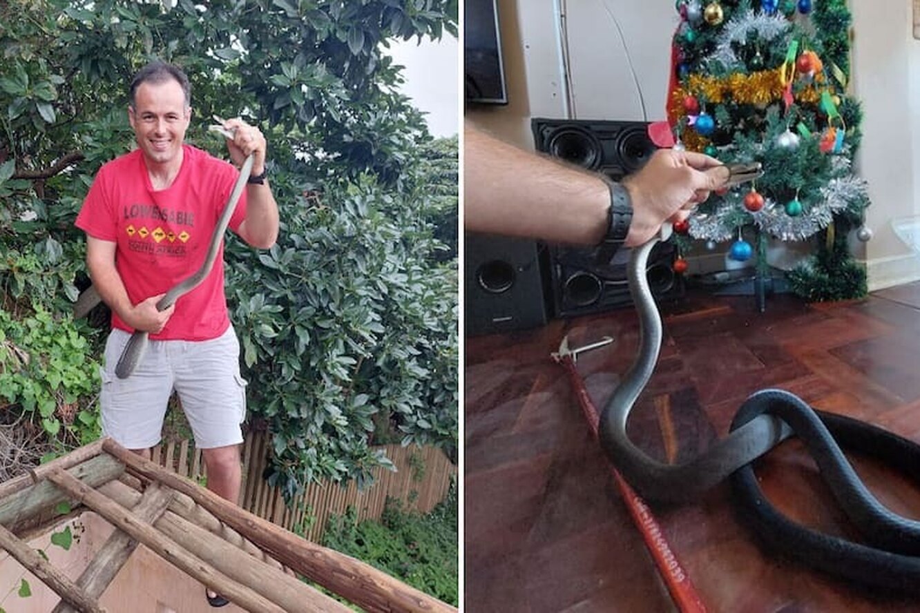 Смертельный подарок: в ЮАР очень опасная змея оказалась под новогодней елкой