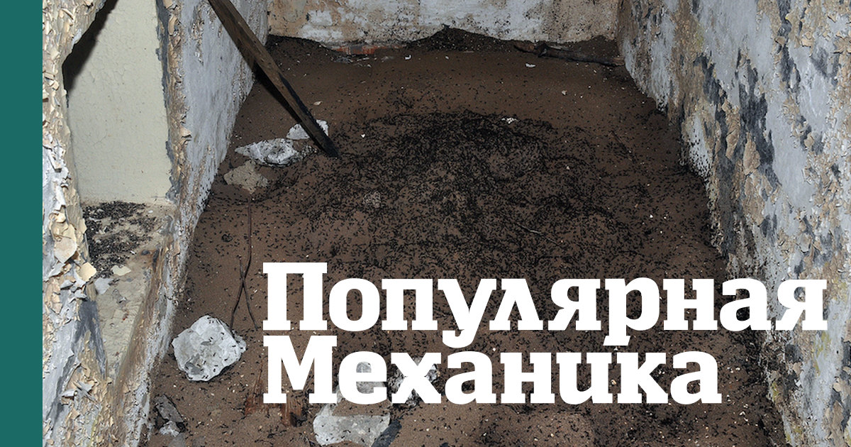 Откуда в советском ядерном бункере жуткое муравьиное кладбище