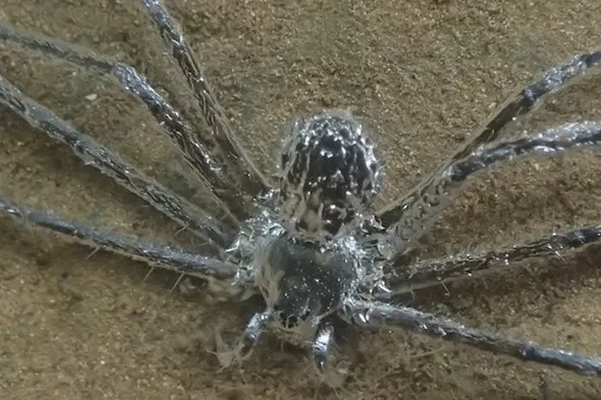 Открыт тропический паук, который научился оставаться в воде аномально долго с помощью "суперспособности"
