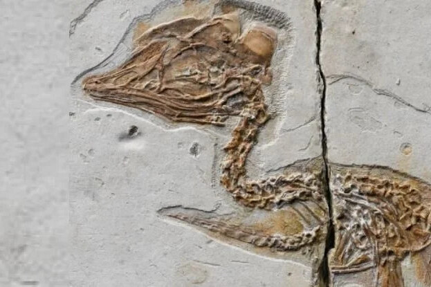 Древняя птаха: как ученые обнаружили существо с головой тирекса и телом колибри